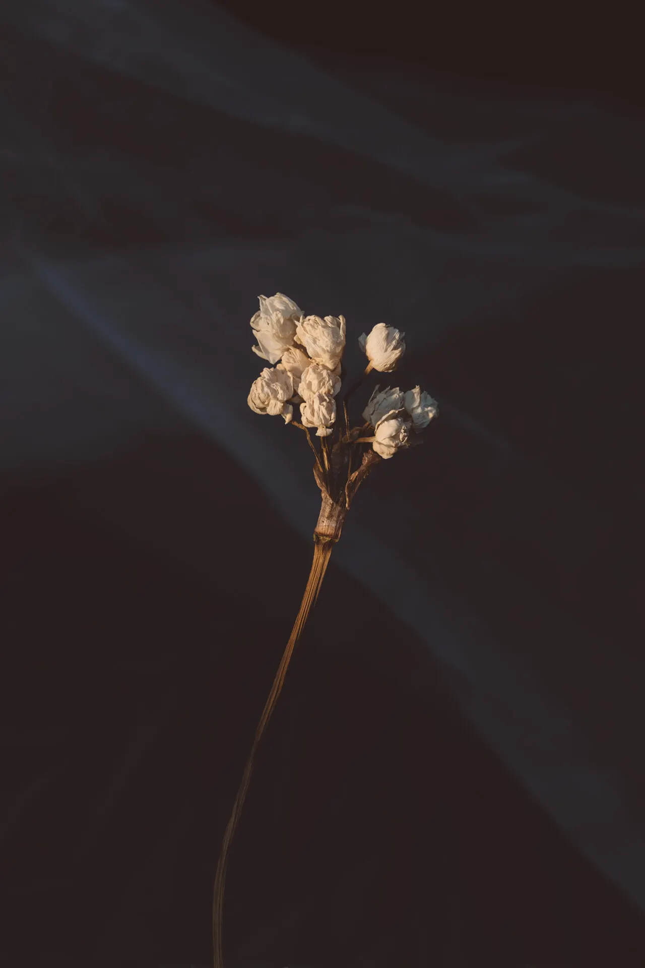 Floral still life by Sydney photographer Juliana Oh