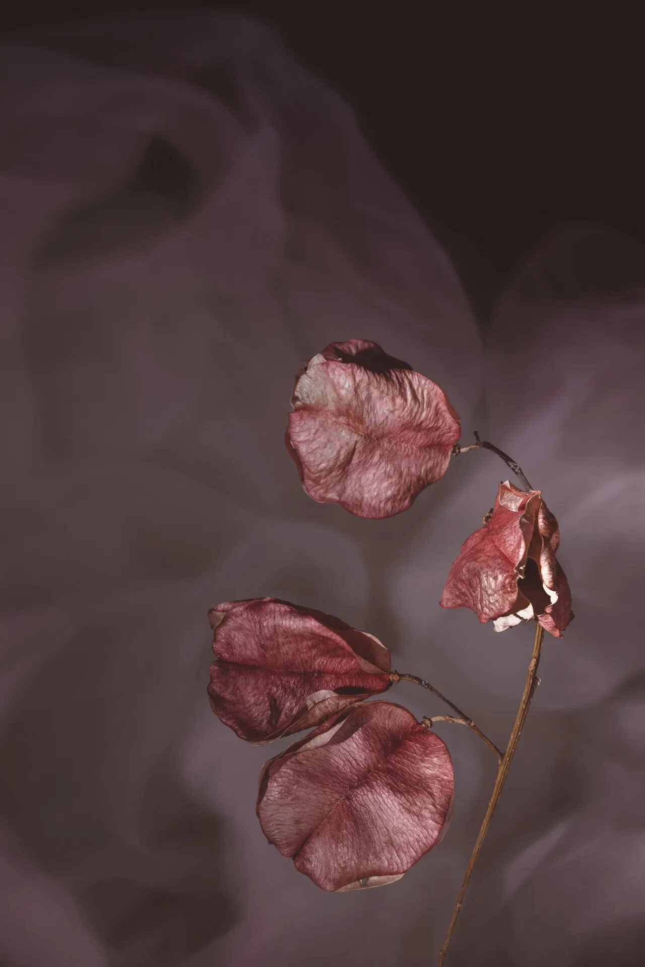 Floral still life by Sydney photographer Juliana Oh