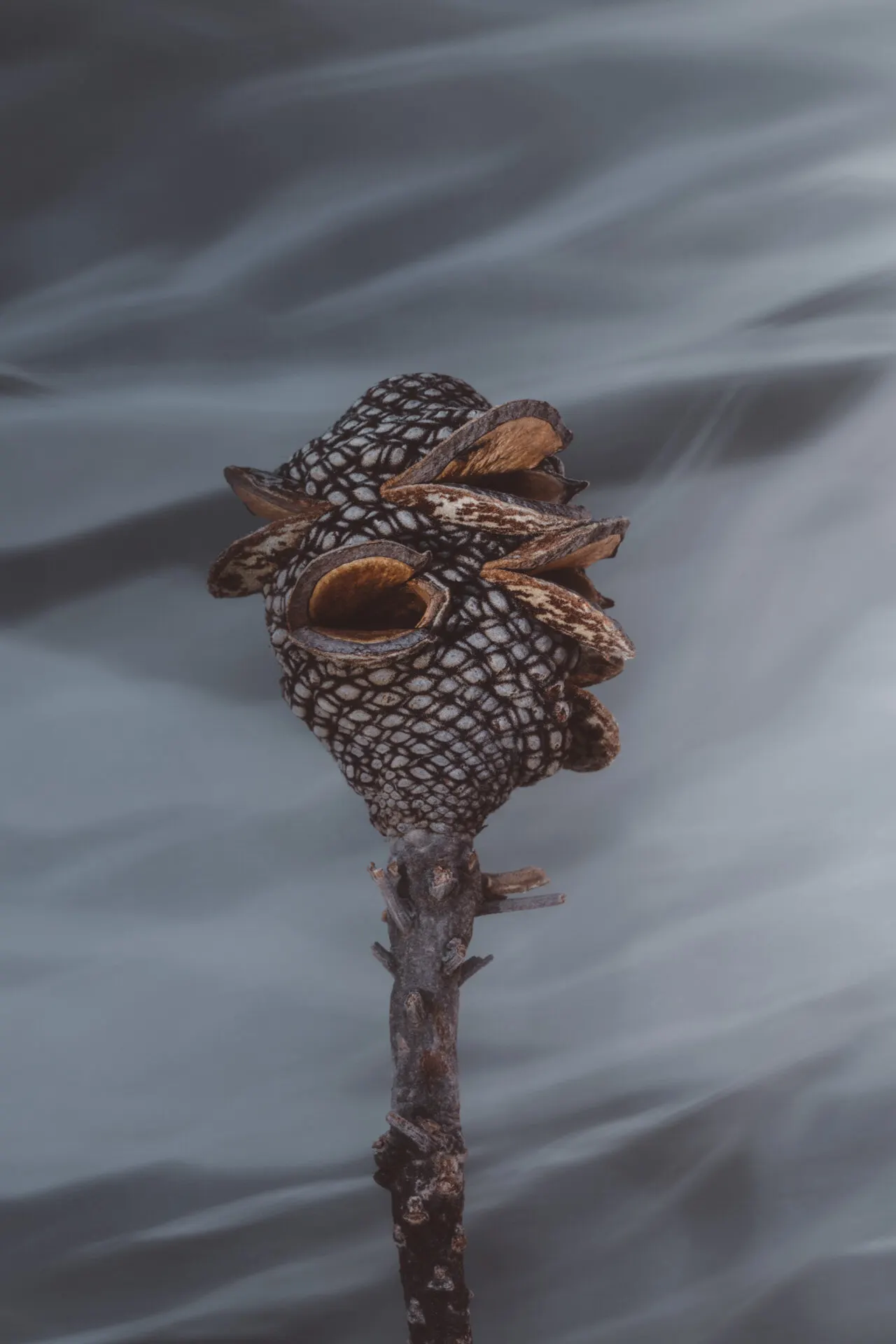 Floral still life by Sydney photographer Juliana Oh