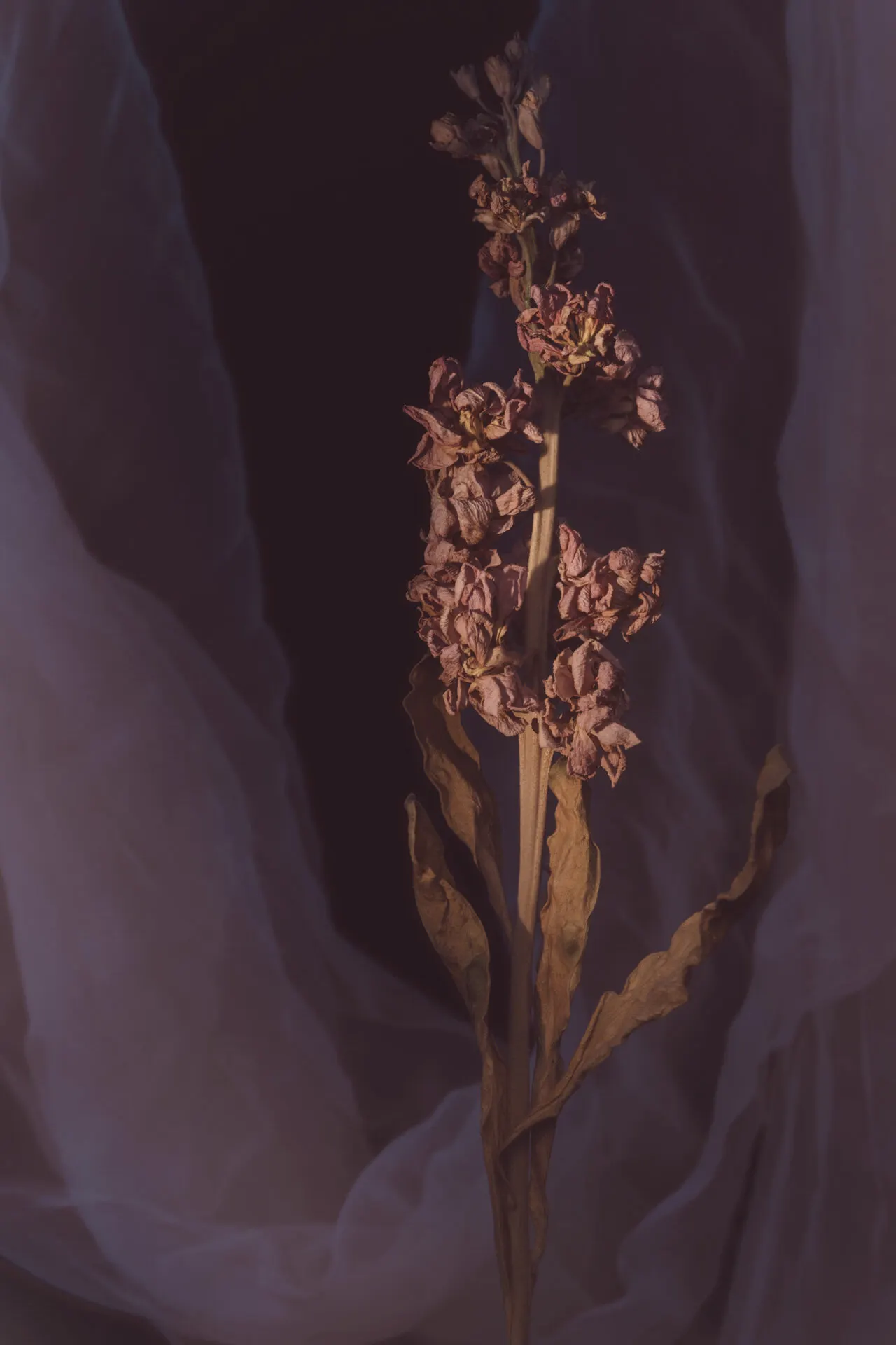 Floral still life by Sydney photographer Juliana Oh