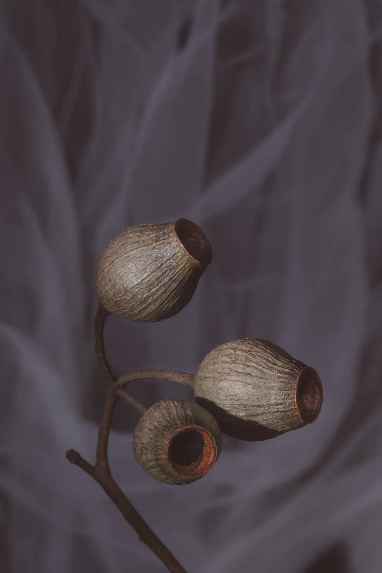 Floral still life by Sydney photographer Juliana Oh