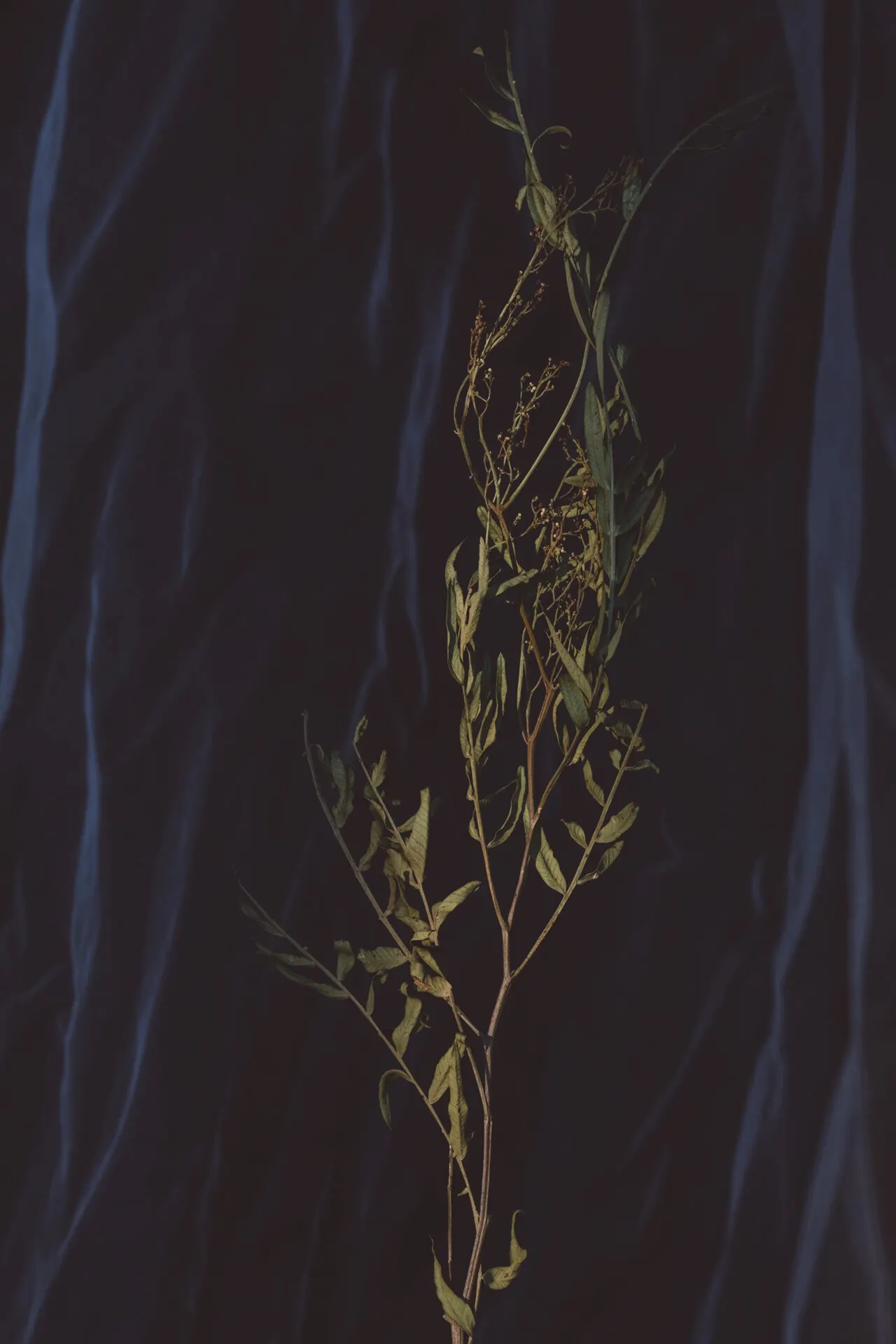 Floral still life by Sydney photographer Juliana Oh