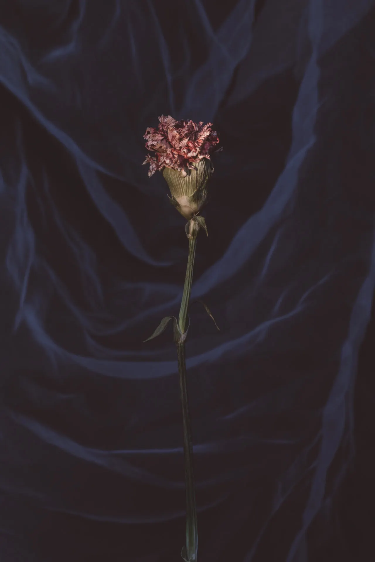 Floral still life by Sydney photographer Juliana Oh