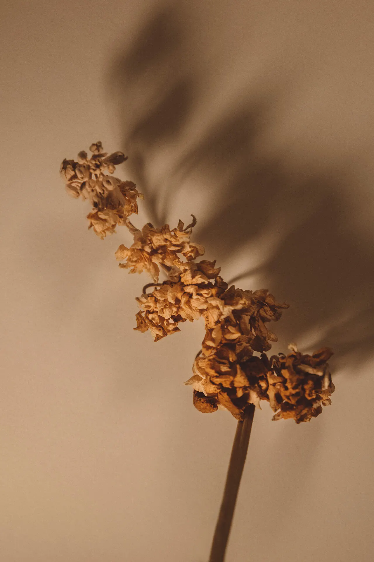Floral still life by Sydney photographer Juliana Oh