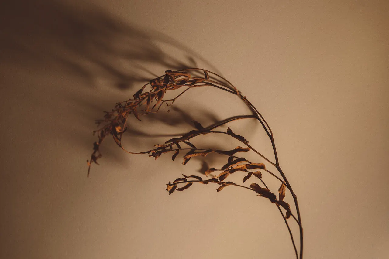 Floral still life by Sydney photographer Juliana Oh