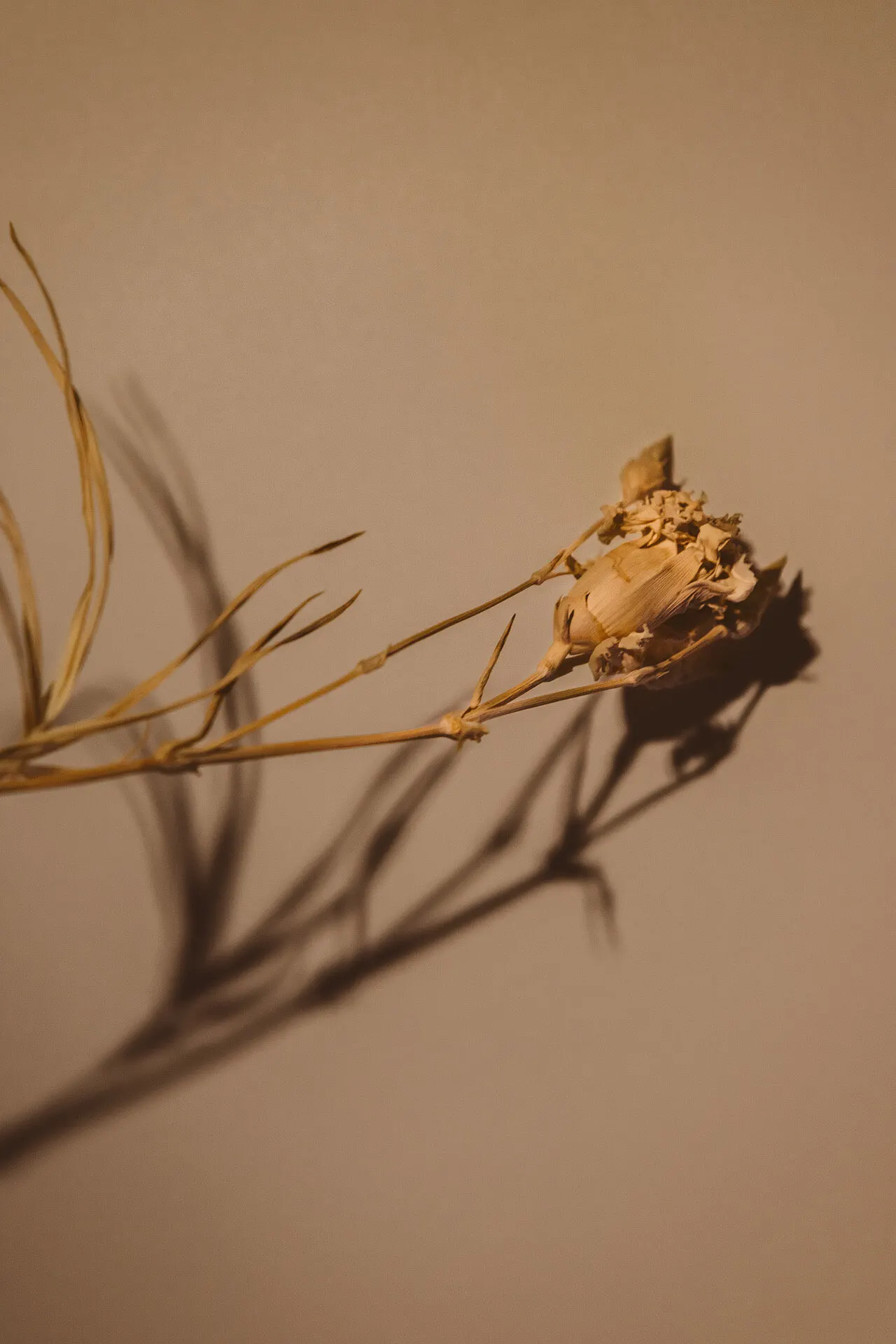 Floral still life by Sydney photographer Juliana Oh