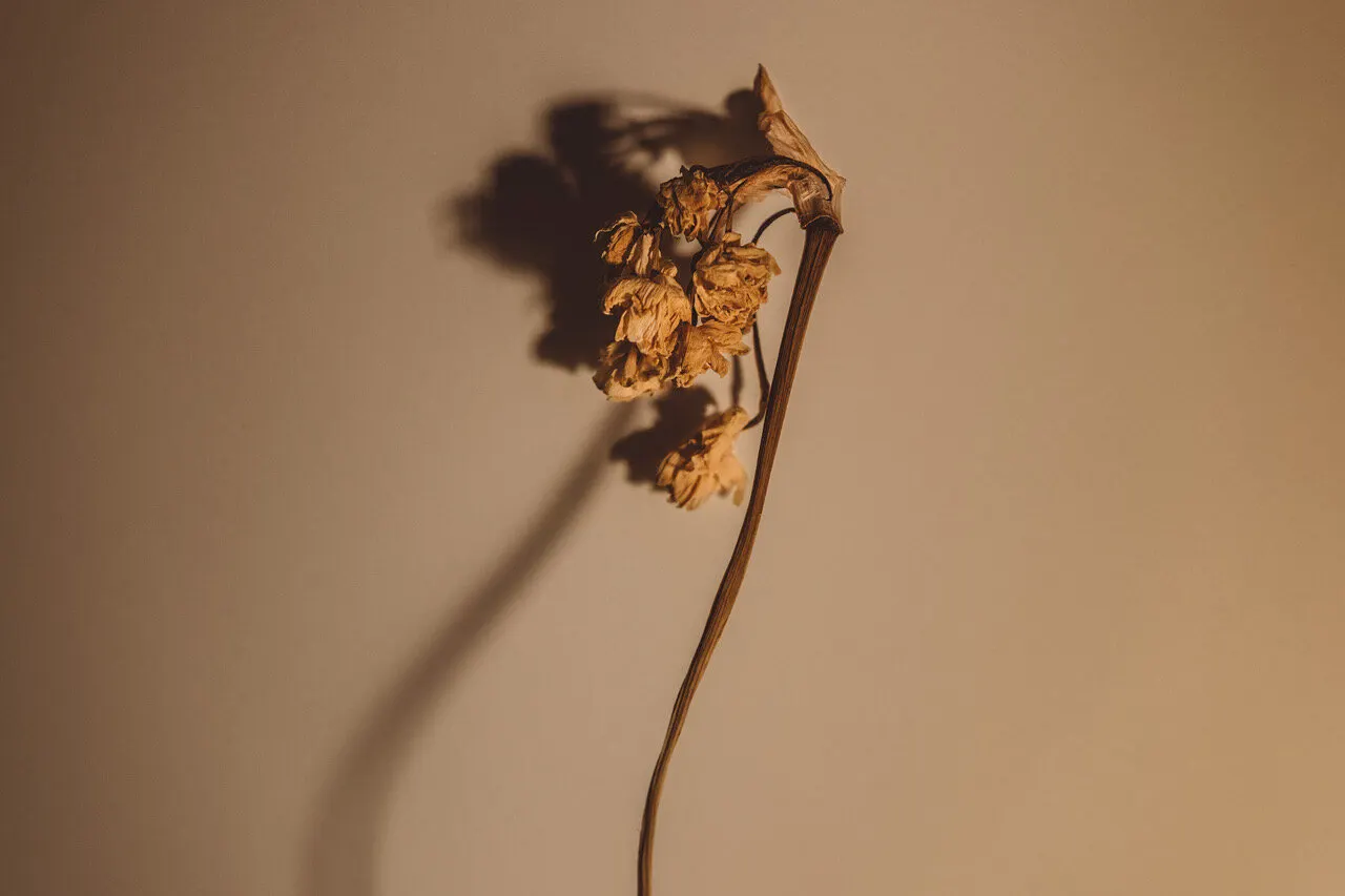 Floral still life by Sydney photographer Juliana Oh