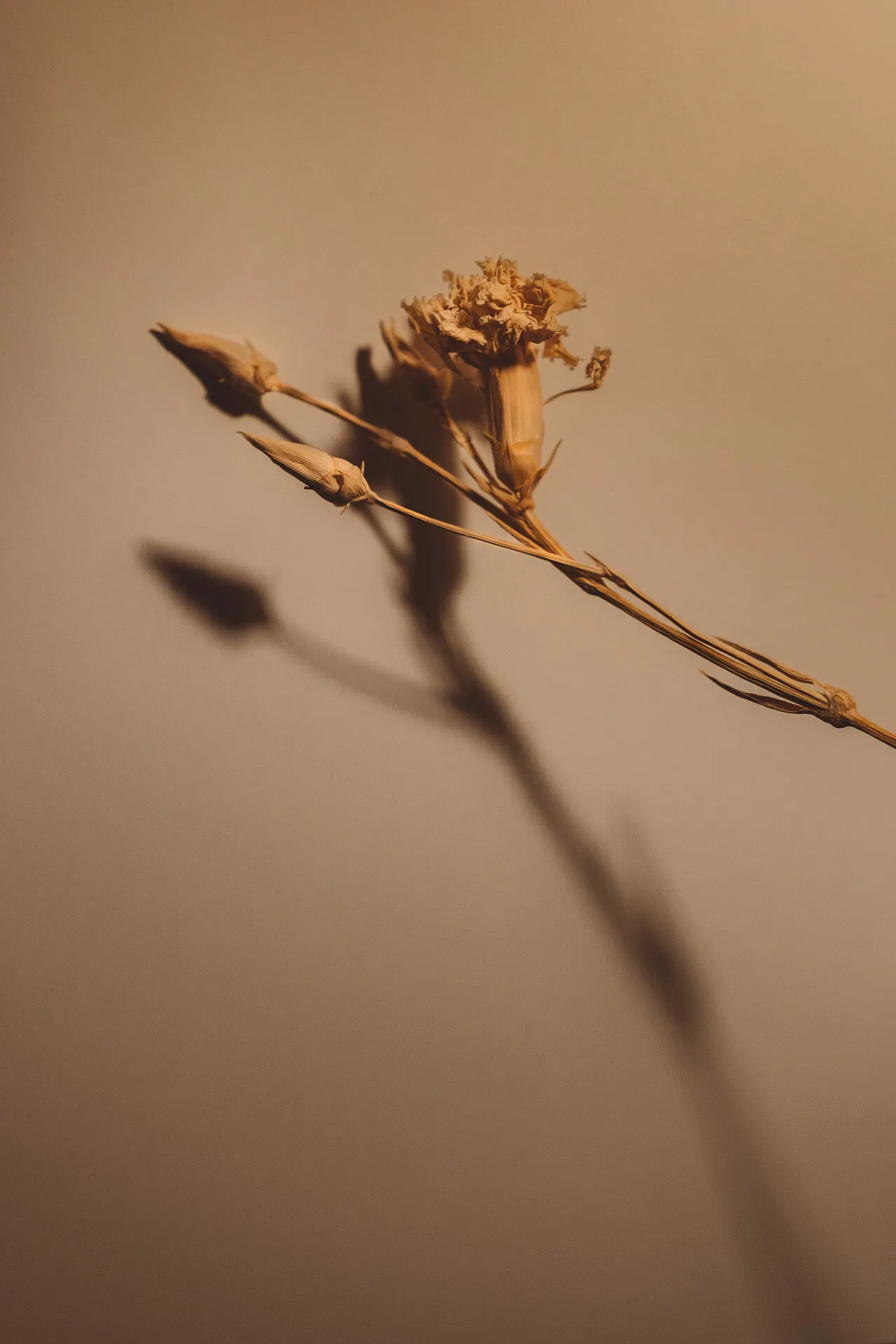 Floral still life by Sydney photographer Juliana Oh